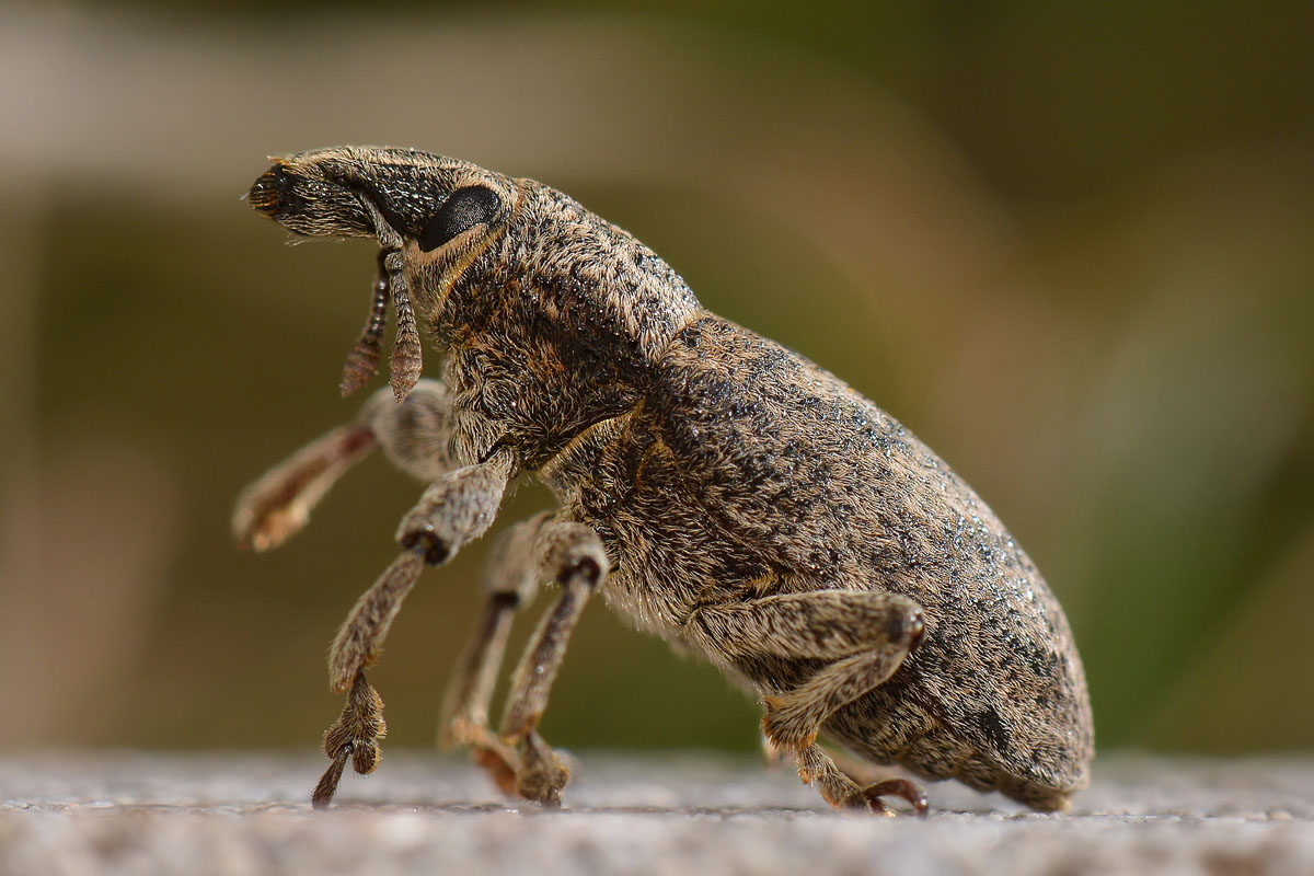 Curculionidae: Cleonis sp?  S,  Cleonis pigra